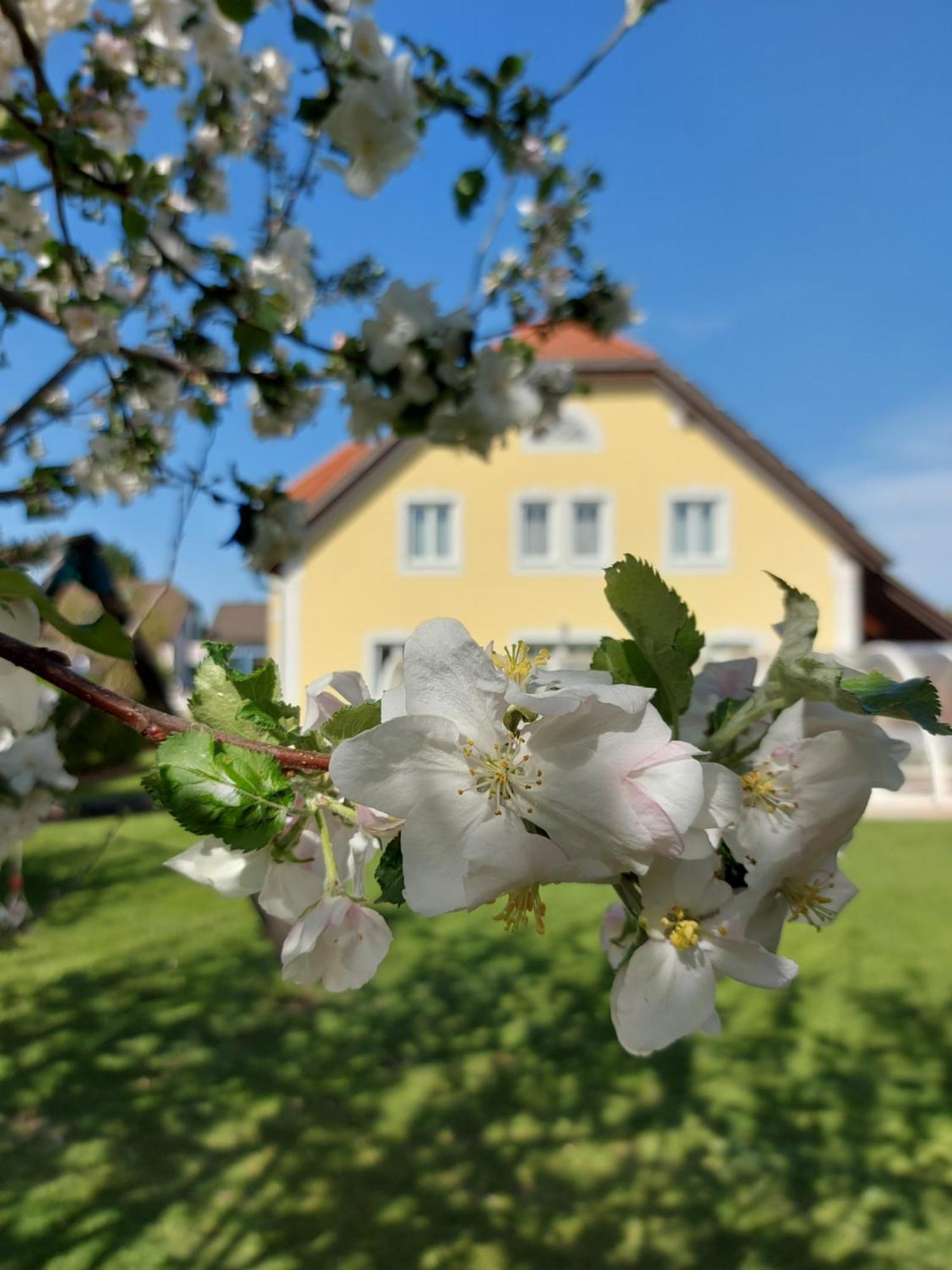 Gaestehaus Familie Trachsler Hotel Rohrendorf bei Krems Eksteriør billede